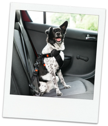 Photo of cute black and white mixed breed dog smiling in back car seat