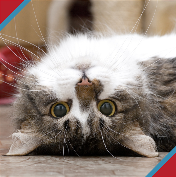 Brown and white tabby cat laying with face upside down, staring into camera playfully.