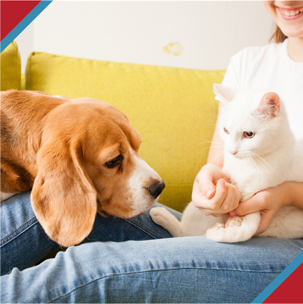 Young girl holding cute white cat with Beagle leaning in sniffing cat to say hello.