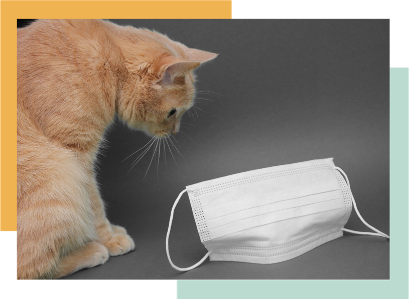 Cute buff tabby cat inspecting a PPE mask.