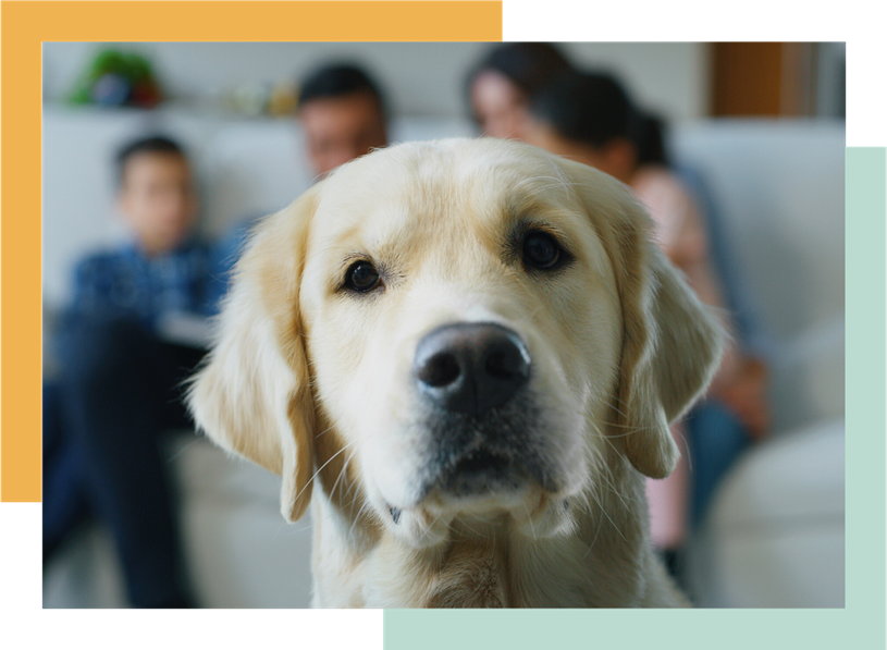 Golden retriever sitting several feet in front of family, looking into camera.