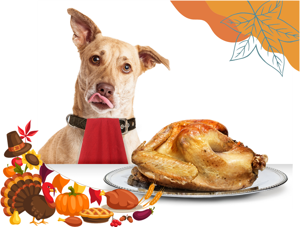 Dog sitting at Thanksgiving table, eyeing turkey.