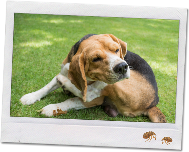 Cute Beagle lying on the grass scratching.