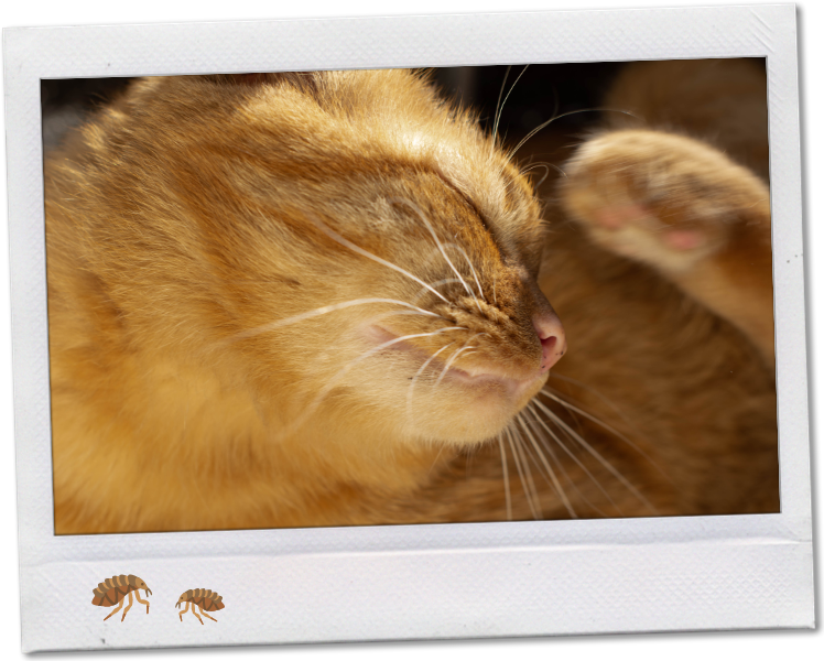 Sweet orange tabby cat scratching at self.