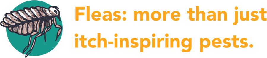 Icon w/flea and text: Fleas: more than just itch-inspiring pests.