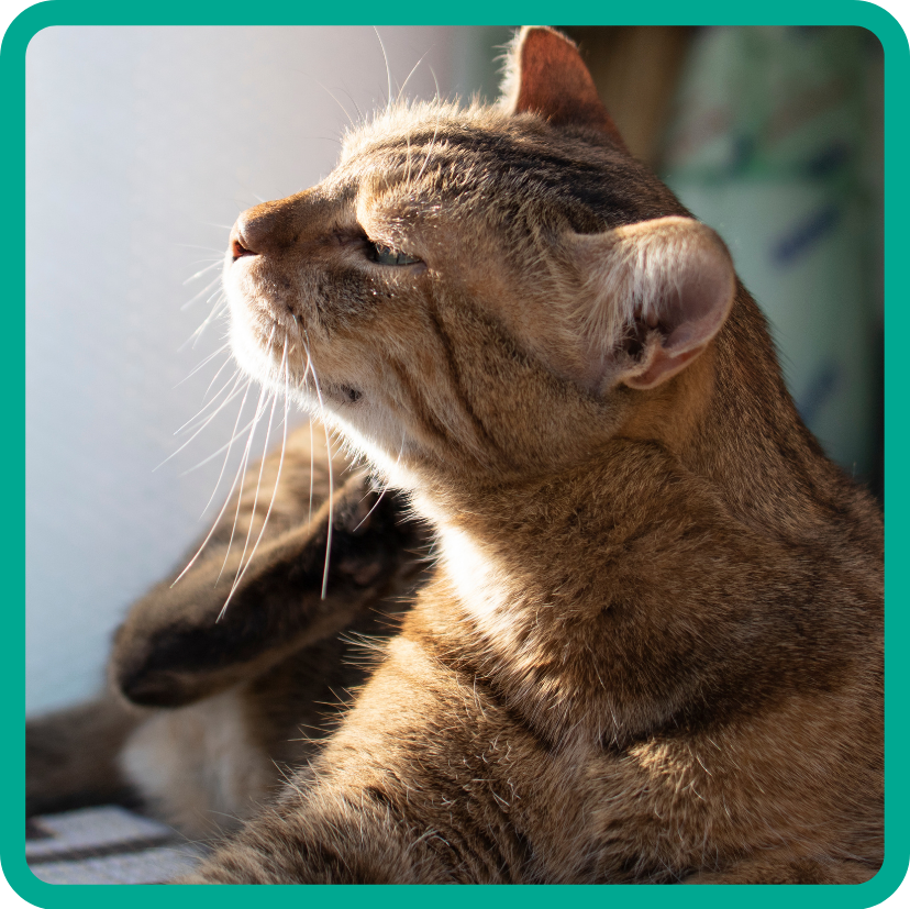 Cute brown tabby cat scratching at self.