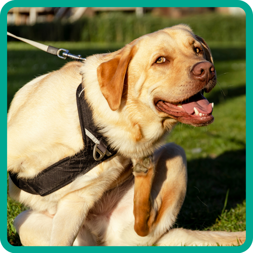 Goofy, cute yellow Labrador retriever grinning at camera and scratching at self.