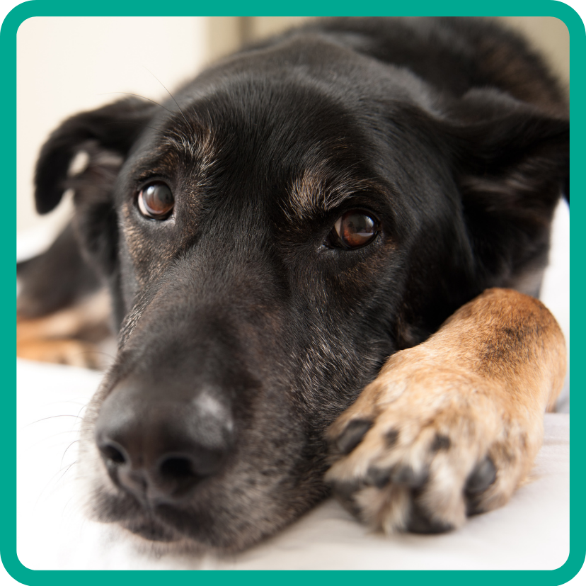 Cute mixed breek black and tan dog lying on floor looking soulfully at camera.