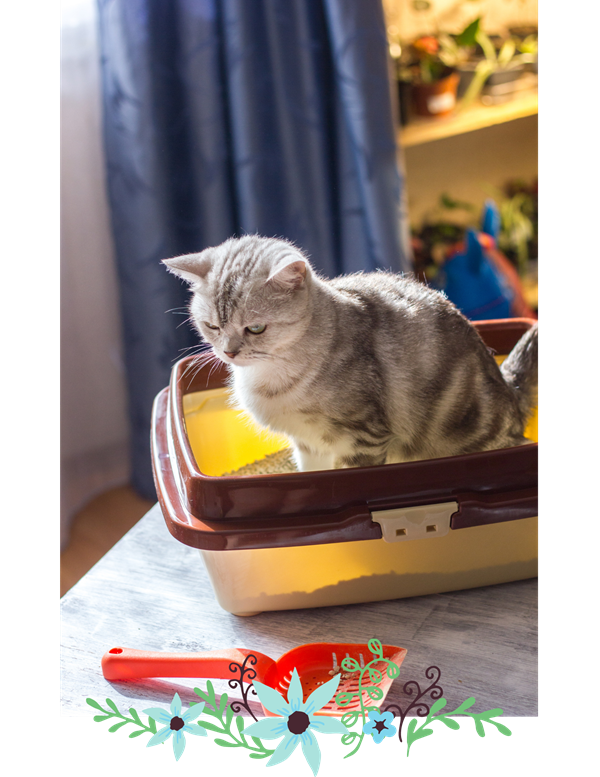Cat sitting in litter box.
