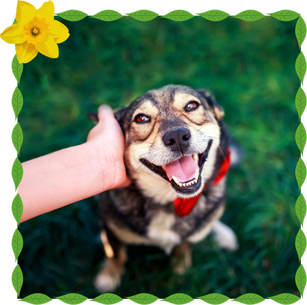 Happy, smiling brown mixed breed dog sitting on grass with human petting his head.