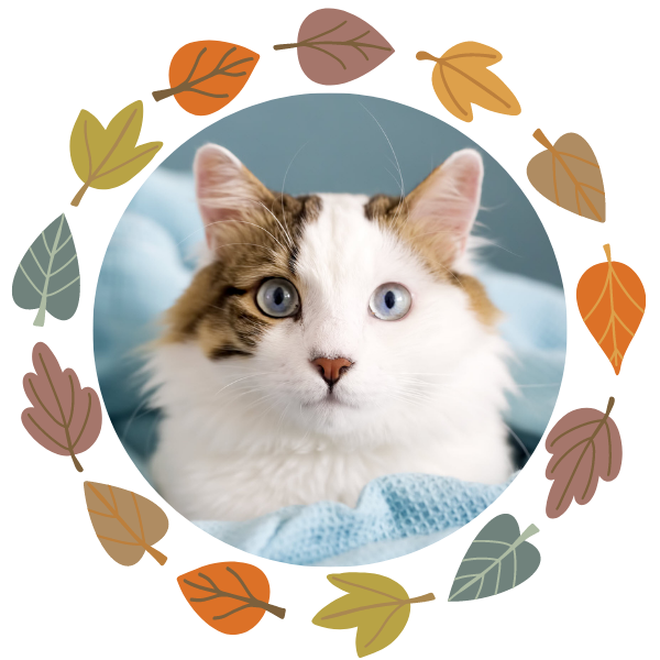 Beautiful white kitty with tabby markings and blue eyes looking at the camera.