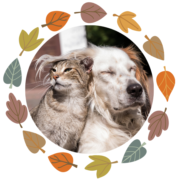 Cute brown tabby and big shaggy mixed breed dog snuggled up together. The dog's ear lays on the cat's head.