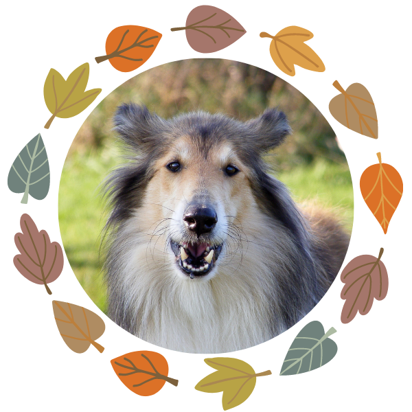 Happy Rough-coated Collie looking at the camera, about to cough.