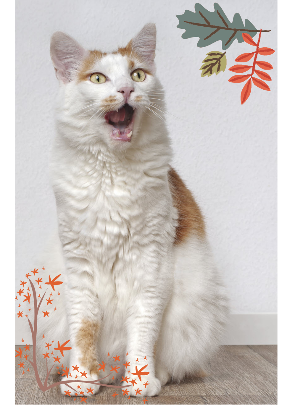 Fluffy white and brown tabby cat meowing at the camera.
