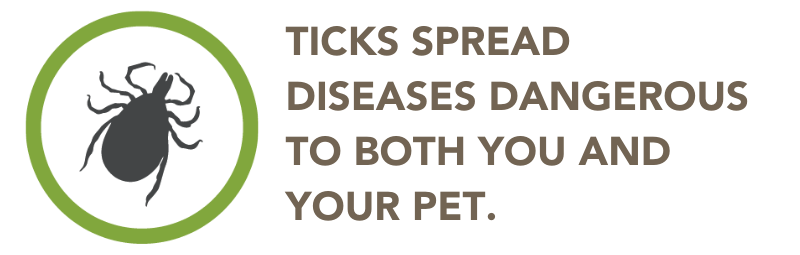 Ticks