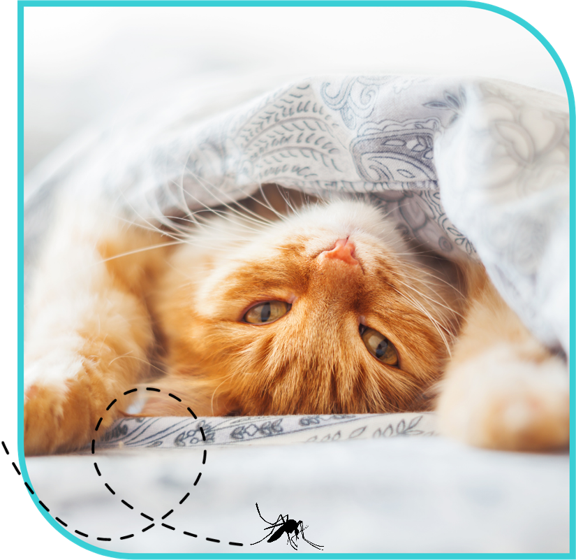 Cute orange tabby cat sleeping on back, looking at camera
