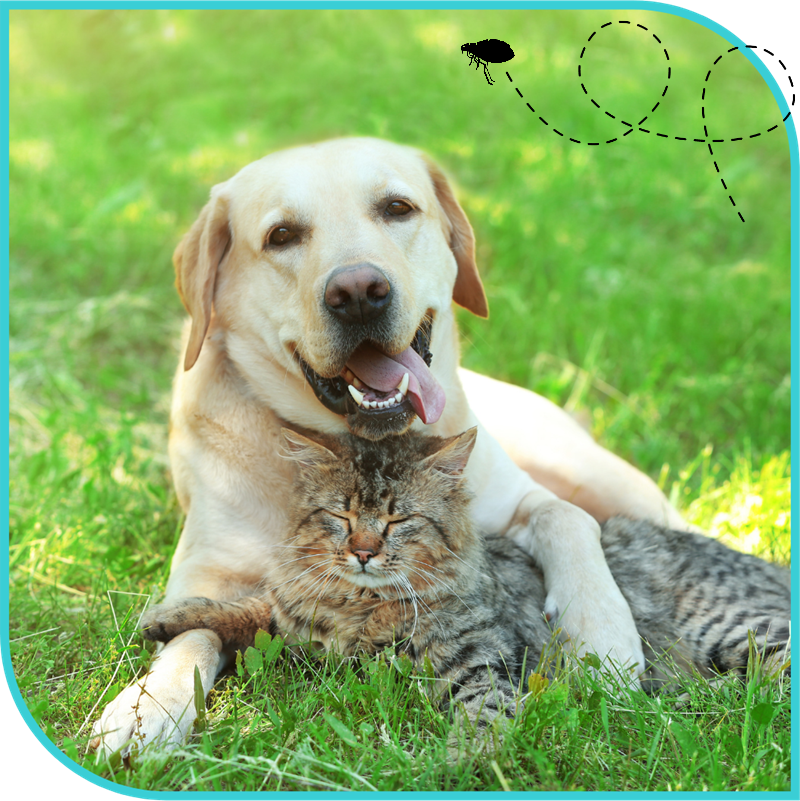 Smiling Yellow Labrador hugging a sleeping brown tabby cat