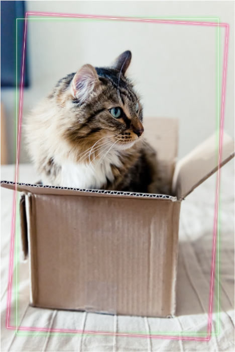 Fluffy brown and white tabby sitting in a cardboard box.