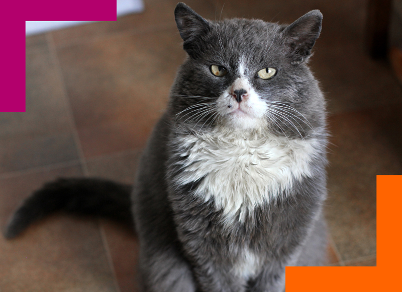 Senior gray and white cat sitting and looking at camera.