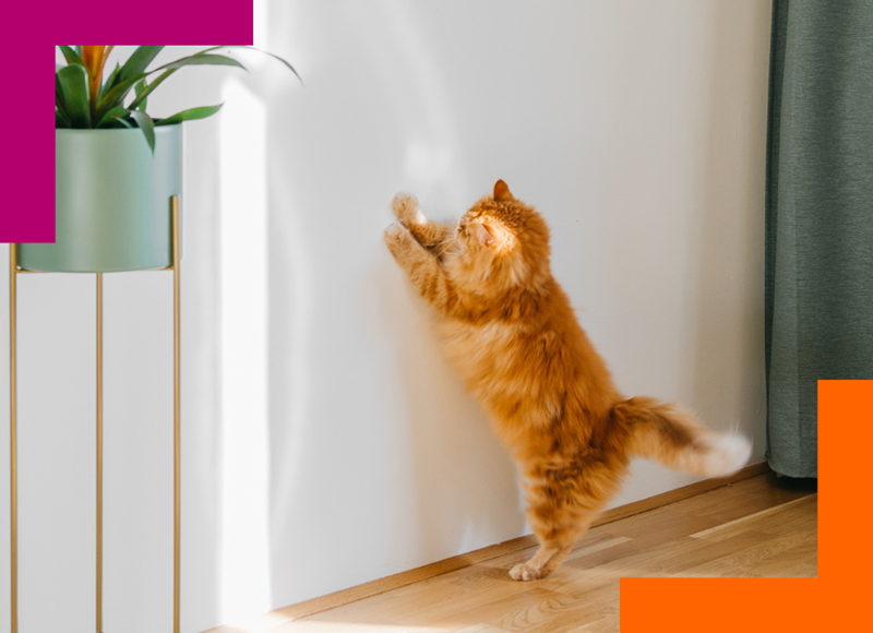 Lovely orange tabby standing on hind legs trying to catch ray of sunlight against the wall.
