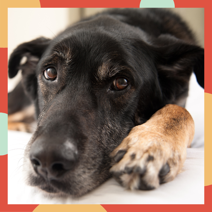 Photo of sweet Shepherd mix resting and looking at camera.