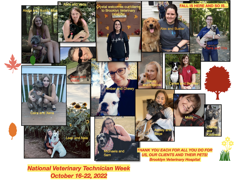 BVH Vet Tech Week 2022