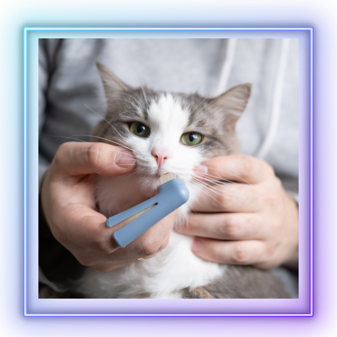 Cute tabby cat held by owner with finger cot toothbrush.