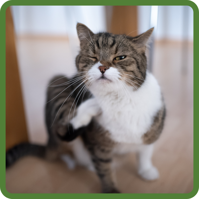 Cute brown tabby cat scratching at self.