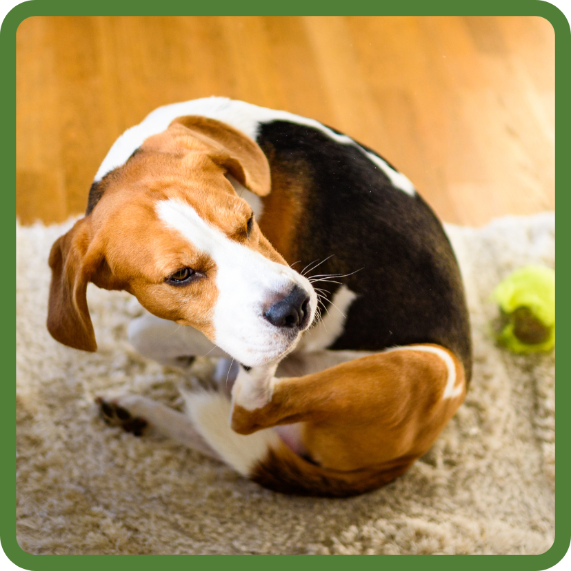 Cute Beagle scratching at itself.