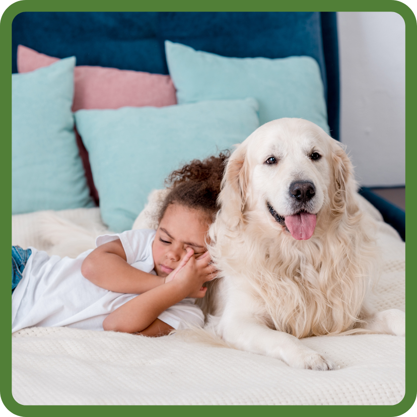 Little girl napping next to Golden retriever, sweet moment.