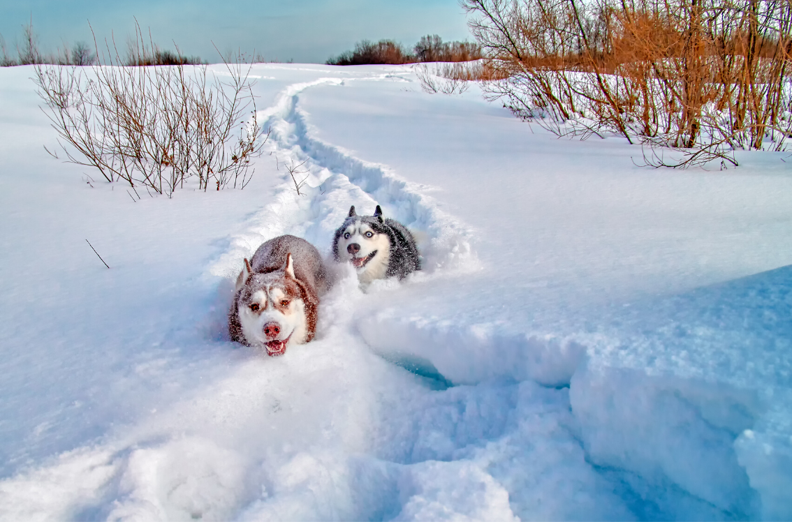 Two Huskies clearing a path through snow