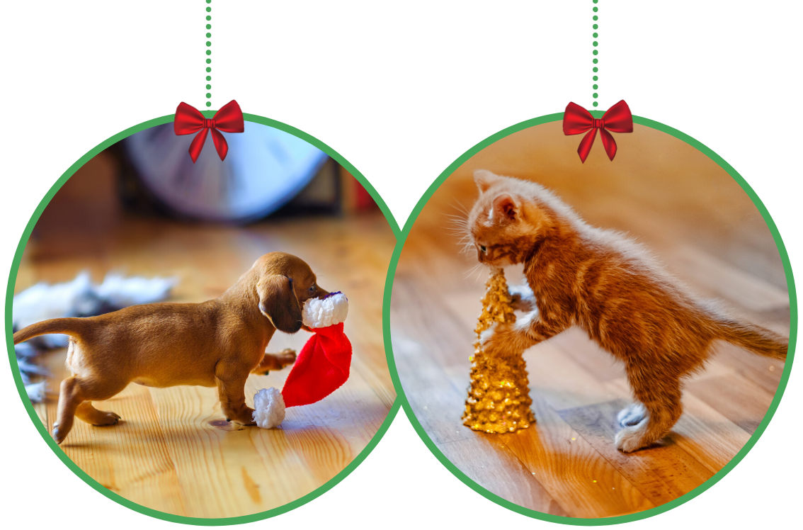 Tiny Dachshund puppy and orange kitten grappling with large things