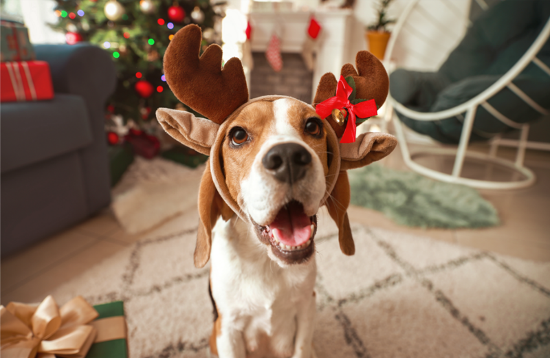 Happy Beagle wearing antlers
