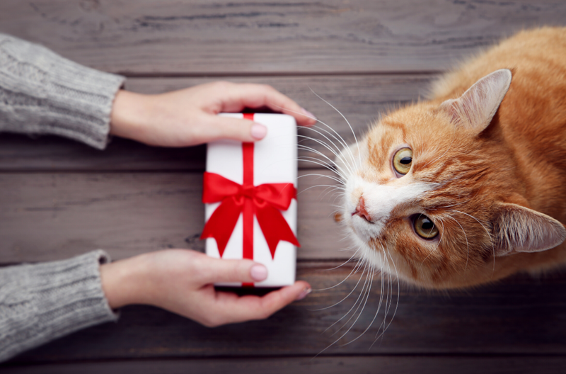 Orange and white tabby accepting wrapped gift from owner
