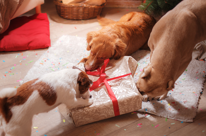3 dogs ripping into a nicely wrapped Christmas gift