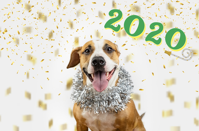 Staffordshire Terrier grinning, surrounded by sparkly confetti. Text: 2020