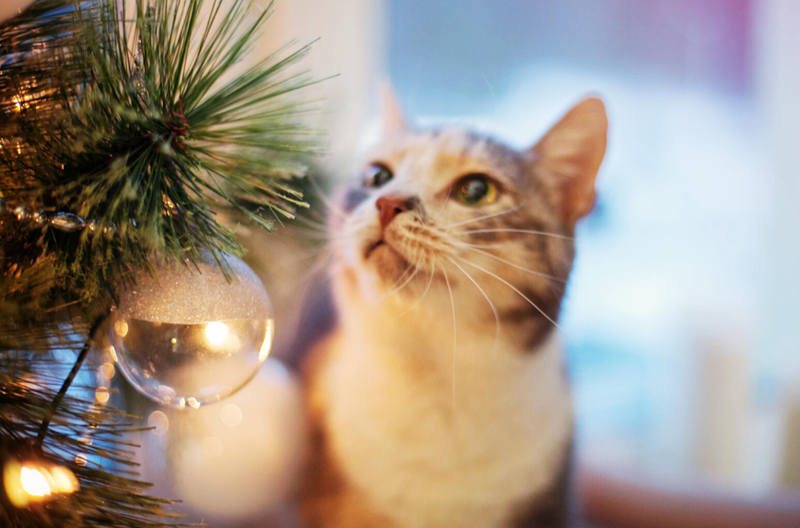 Lovely dilute calico cat gazing into a clear ball tree ornament