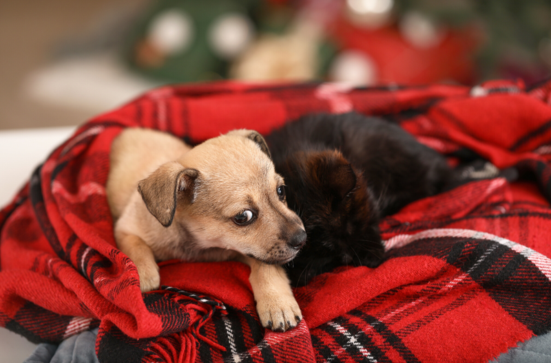 Tan mixed breed puppy and black kitten snuggle on red plaid blanket