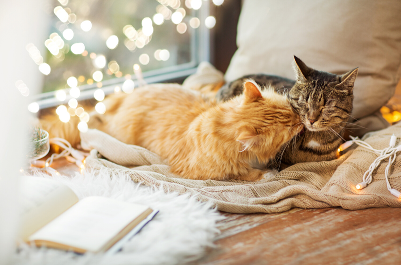 2 tabby cats snuggling next to holiday lights