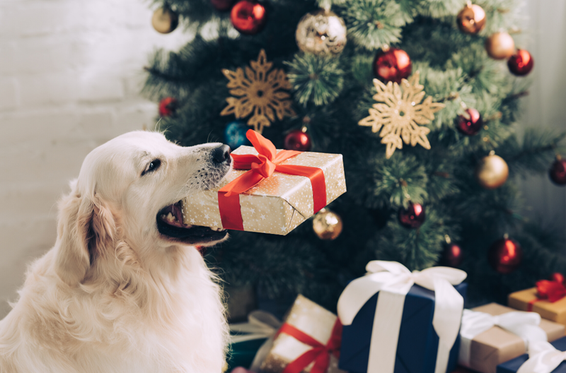 Cute Golden retriever holding gift in his mouth