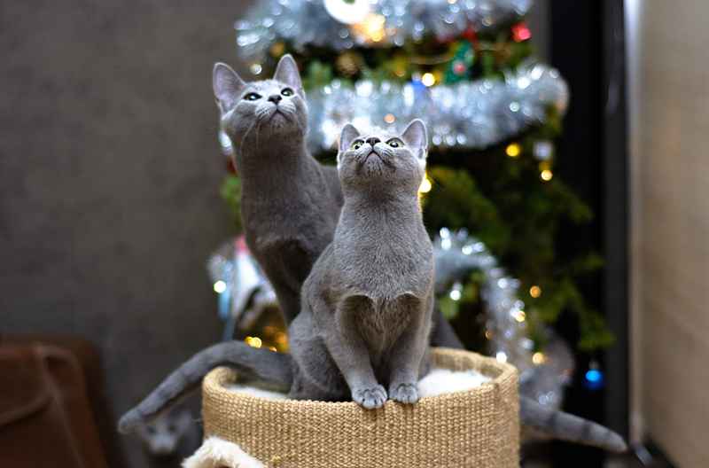 Two Russian Blue kitties sitting together looking up at tree