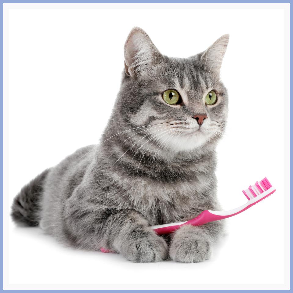 Lovely gray tabby cat holding a pink toothbrush