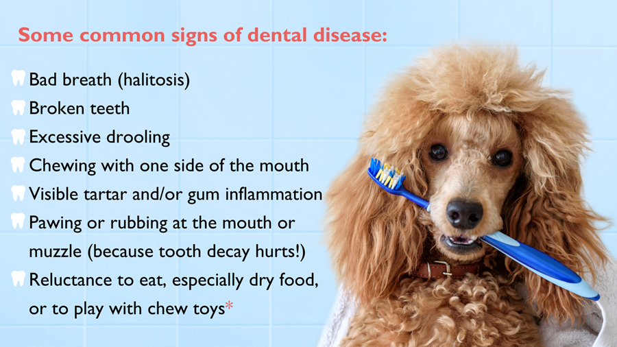 Beige Standard Poodle with toothbrush in mouth pictured next to list of possible dental disease symptoms.