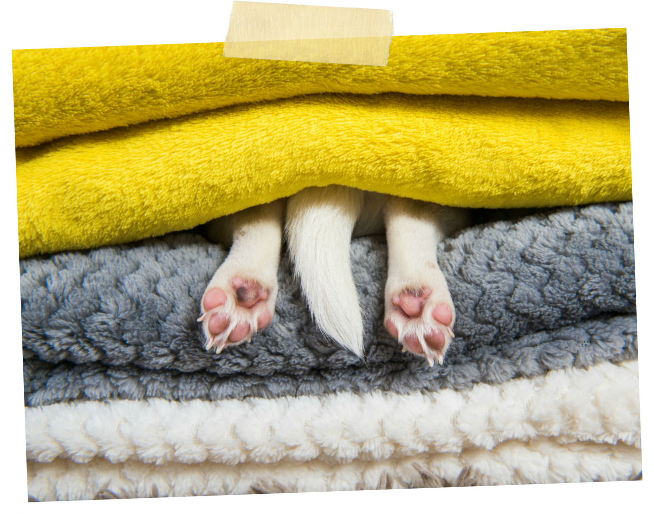 Photo of dog's tail and rear paws sticking out from stack of blankets