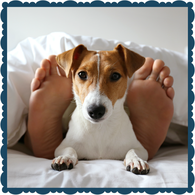 Jack Russell Terrier in bed with owner, poised between his/her feet.