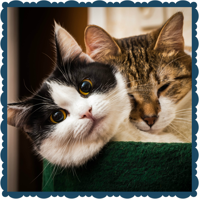 Cute black and white and brown tabby cats snuggling