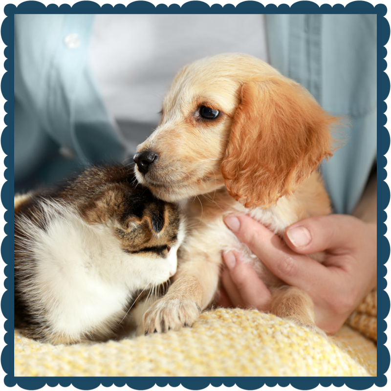 Cocker Spaniel puppy and brown tabby cat snuggling with owner