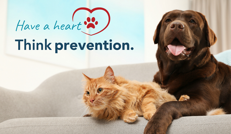 Chocolate Lab with orange tabby cat and "Have a heart, think prevention" text.