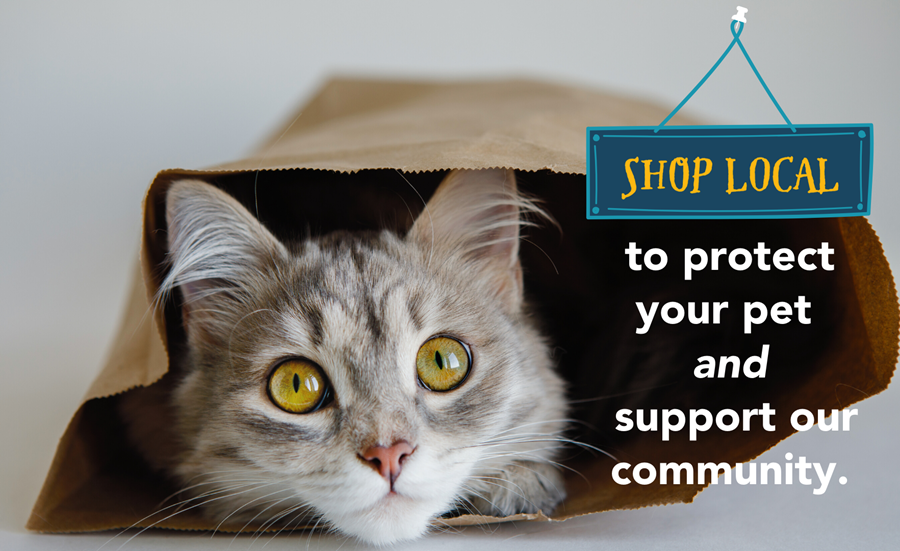Gray tabby cat in brown shopping bag with Shop Local sign
