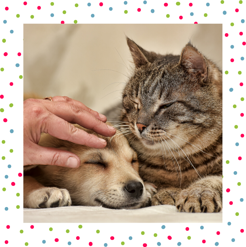 Photo of brown tabby cat and cute tan puppy being stroked by a human hand